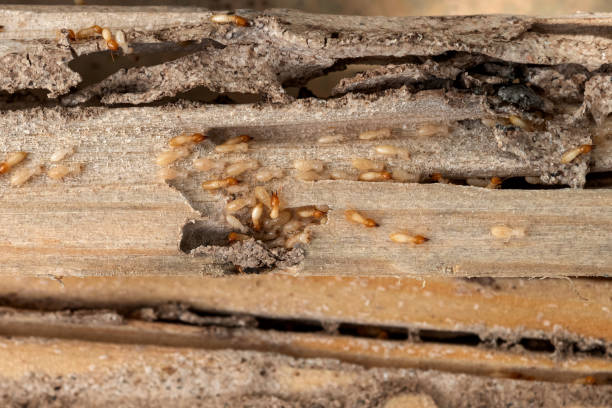 Best Pest Control for Businesses  in Cerritos, CA