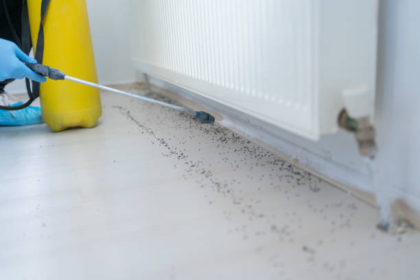 Best Local Pest Control Services  in Cerritos, CA
