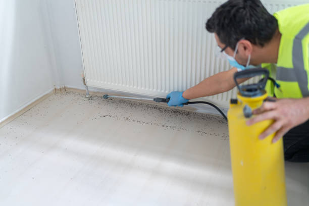 Flea Control Services in Cerritos, CA